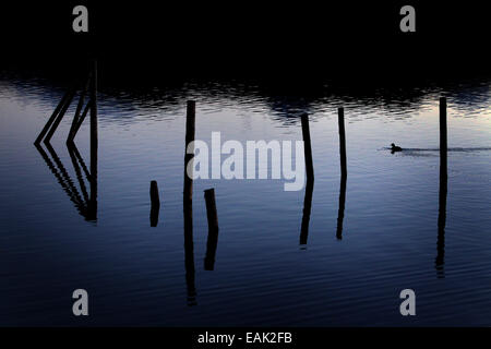 I paletti di legno che servono come un ormeggio per le barche sono riflesse nella superficie del Lago Hopfensee durante ore blu vicino Hopfen, Germania, 16 novembre 2014. Foto: Karl-Josef Hildenbrand/dpa Foto Stock