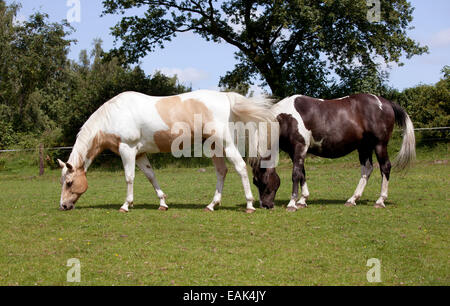 Due cavalli di mangiare erba di pascolo Foto Stock