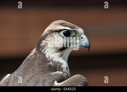 Lanner Falcon - Falco biarmicus Closeup della testa Foto Stock