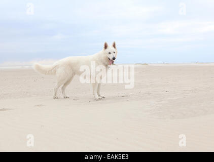 Bianco pastore tedesco giocando sulla spiaggia sabbiosa, cielo blu Foto Stock