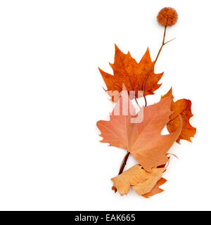 Immagine di un mucchio di foglie secche e alcuni Platanus sementi sfere su sfondo bianco Foto Stock