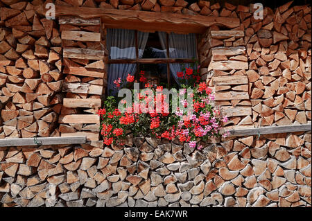 Fioritura geranio o Pelargonium (Pelargonium spec.) davanti a una finestra circondata da legna da ardere impilata, Werdenfelser Land Foto Stock