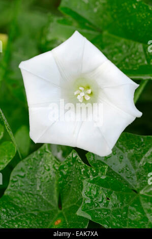 Maggiore Centinodia, Rutland di bellezza o BugleVine (Calystegia sepium, Convolvulus sepium), fiore, Renania settentrionale-Vestfalia, Germania Foto Stock