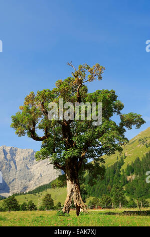 Platano o acero di monte (Acer pseudoplatanus), Großer Ahornboden, montagne Karwendel, Tirolo, Austria Foto Stock