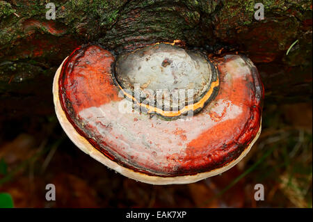 Rosso Polypore nastrati o rosso-belted staffa (fungo Fomitopsis pinicola), Baviera, Germania Foto Stock