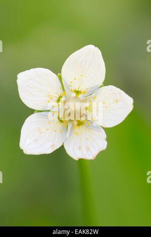 Erba palustre-di-Parnaso o Bog-star (Parnassia palustris), fiore, Alta Baviera, Baviera, Germania Foto Stock