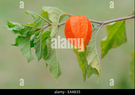 La vescica di ciliegia o Lanterna Cinese (Physalis franchetii, Physalis alkekengi), frutta, Renania settentrionale-Vestfalia, Germania Foto Stock