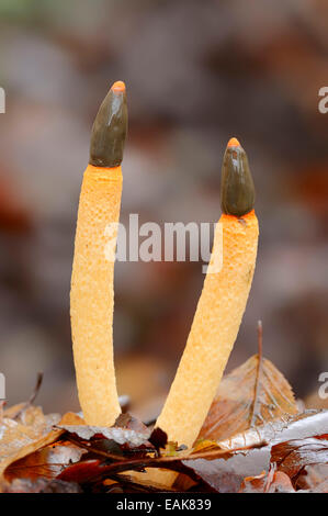 Cane (Stinkhorn Mutinus caninus), Nord Reno-Westfalia, Germania Foto Stock