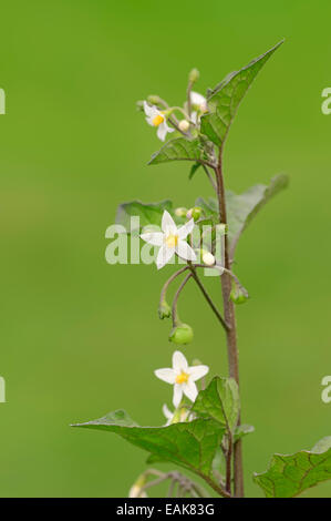 Unione erba morella, Duscle o Hound's Berry (Solanum nigrum), Nord Reno-Westfalia, Germania Foto Stock