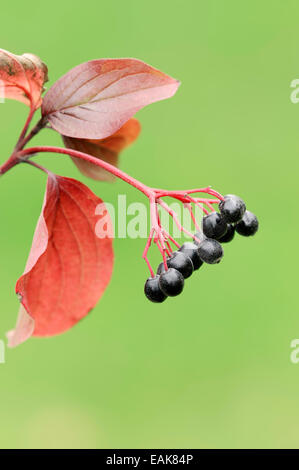 Sanguinella (Cornus sanguinea), il ramo con i frutti e le foglie in autunno, Nord Reno-Westfalia, Germania Foto Stock