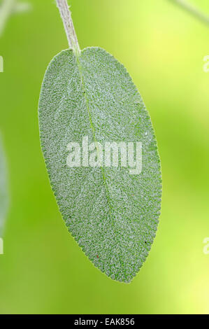 Comune di salvia (Salvia officinalis), foglia, Renania settentrionale-Vestfalia, Germania Foto Stock