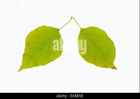 Osage Orange, Hedge Apple, Bodark o Bodock (Maclura pomifera), foglie, nativo del sud degli Stati Uniti Foto Stock