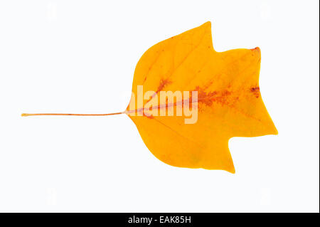 American Tulip Tree o Tulip Tree (Liriodendron Tulipifera), leaf, scoloramento autunnale, nativo per il Nord America Foto Stock