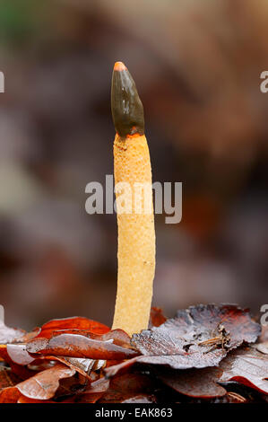 Cane (Stinkhorn Mutinus caninus), Nord Reno-Westfalia, Germania Foto Stock