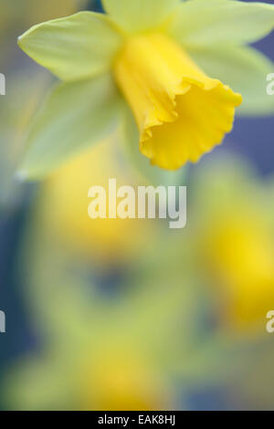 Il daffodil ha una forte associazione con la Pasqua simboleggia la ri-nascita e nuovi inizi Jane Ann Butler JABP Fotografia1229 Foto Stock