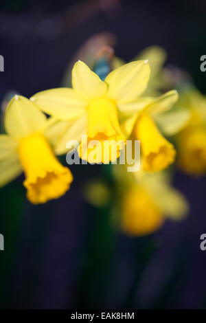 Il daffodil ha una forte associazione con la Pasqua simboleggia la ri-nascita e nuovi inizi Jane Ann Butler JABP Fotografia1235 Foto Stock