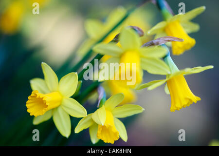 Il daffodil ha una forte associazione con la Pasqua simboleggia la ri-nascita e nuovi inizi Jane Ann Butler JABP Fotografia1247 Foto Stock