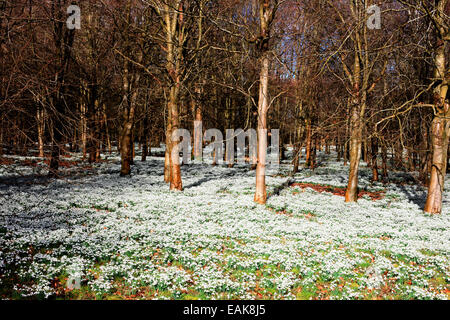 Febbraio snowdrops in un bosco di faggio Jane Ann Butler JABP Fotografia1182 Foto Stock