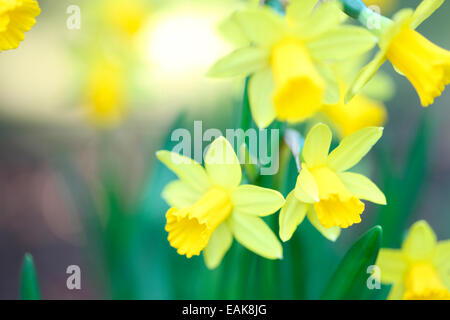 Giunchiglie simbolica della Pasqua che simboleggia la ri-nascita, nuovi inizi Jane Ann Butler JABP Fotografia1171 Foto Stock