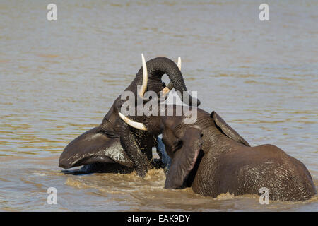 Bush africano Elefante africano (Loxodonta africana), due tori scherzosamente combattimenti nel fiume Shingwedzi, Parco Nazionale Kruger Foto Stock