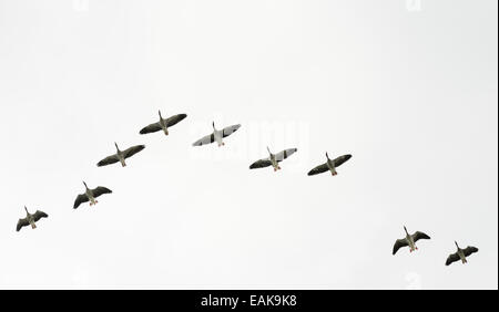 Stormo di oche graylag battenti in V-formazione, Svezia Foto Stock