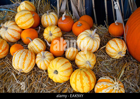 Zucche, zucche e zucche al mercato d'autunno, Granby, Eastern Townships, Provincia di Quebec, Canada Foto Stock