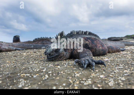 Iguana marina (Amblyrhynchus cristatus), Isola di San Salvador, Isole Galapagos, Ecuador Foto Stock