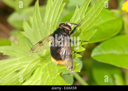 Grandi Hoverfly (Volucella bombylans), Baden-Württemberg, Germania Foto Stock