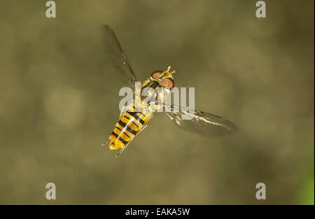 La marmellata di arance Hoverfly (Episyrphus balteatus), femmina in volo, Baden-Württemberg, Germania Foto Stock