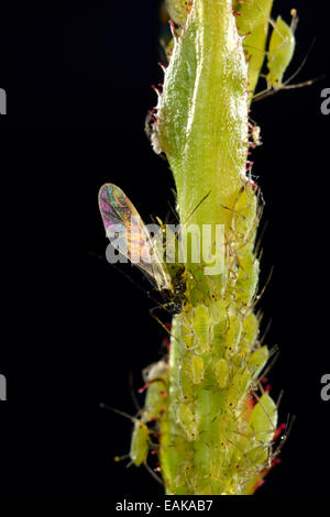 Colonia di grandi Rose afidi (Macrosiphum rosae), parassiti, su una rosa (Rosa), macro shot, Baden-Württemberg, Germania Foto Stock