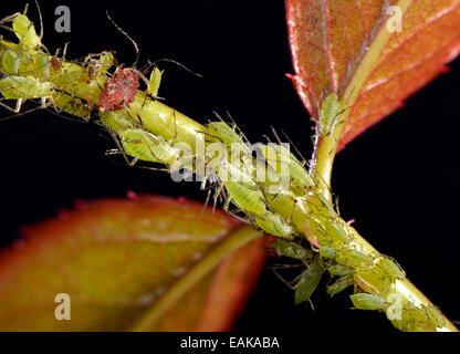 Colonia di grandi Rose afidi (Macrosiphum rosae), parassiti, sullo stelo e foglie di una rosa (Rosa), Baden-Württemberg, Germania Foto Stock