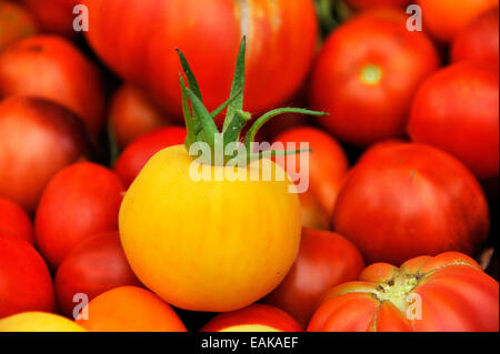 Giallo fresco (pomodoro Solanum lycopersicum) nella parte anteriore di pomodori rossi, Bassa Sassonia, Germania Foto Stock