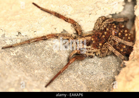 Lupo europeo Spider o falsa Tarantola (Hogna radiata) con spiderlings sul suo addome, Krk, golfo di Kvarner, Croazia
