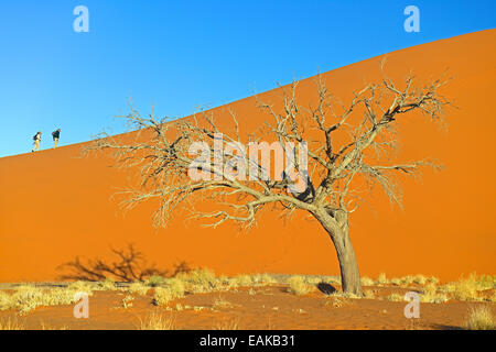 Turisti duna di arrampicata 45 nella luce della sera, Sossusvlei, Namib Desert, Namib Naukluft Park, Namibia Foto Stock