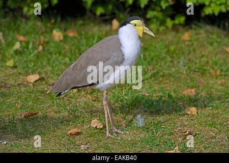 Masked Pavoncella Vanellus (miglia), nativo di Australia, Meclemburgo-Pomerania, Germania Foto Stock