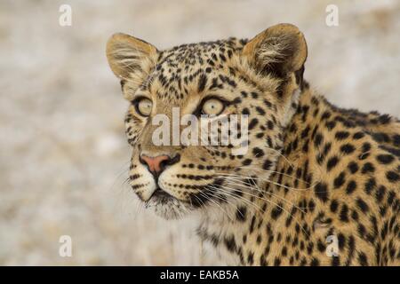 Leopard (Panthera pardus), ritratto, il Parco Nazionale di Etosha, Namibia Foto Stock