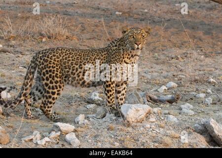 Leopard (Panthera pardus), il Parco Nazionale di Etosha, Namibia Foto Stock