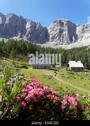 Tomaia Wolayer Alm, anteriore Hairy Alpine Rose o Hairy Alpenrose (Rhododendron hirsutum) ruotare indietro la MountainsObere Wolayer Alm Foto Stock