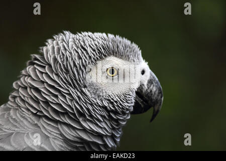 Close up di un pappagallo grigio africano (Psittacus erithacus). Foto Stock