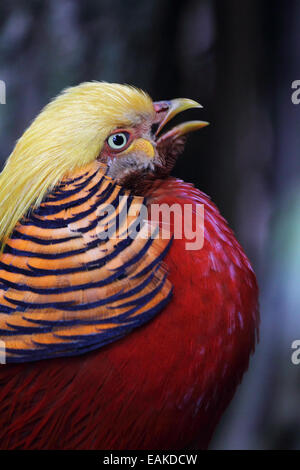 In prossimità di una Golden Pheasant (Chrysolophus pictus). Foto Stock