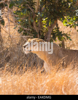 Parco Nazionale di Kruger, SUD AFRICA - Leonessa stalking preda in erba alta durante la caccia. Foto Stock