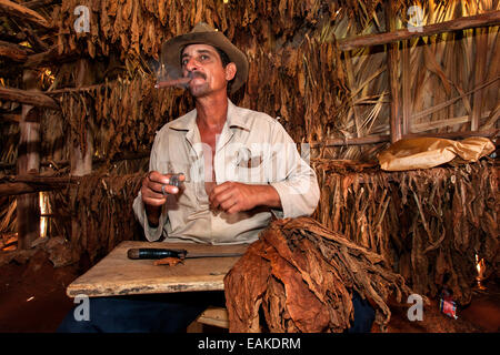 Coltivatore di tabacco di fumare un sigaro in un capannone di tabacco, Valle di Viñales, Cuba Foto Stock