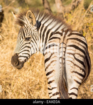 Parco Nazionale di Kruger, SUD AFRICA - Burchell's zebra Foto Stock