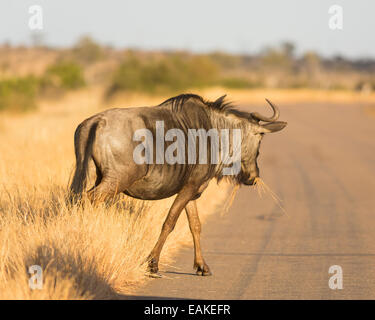 Parco Nazionale di Kruger, SUD AFRICA - Blu Gnu strada di attraversamento Foto Stock