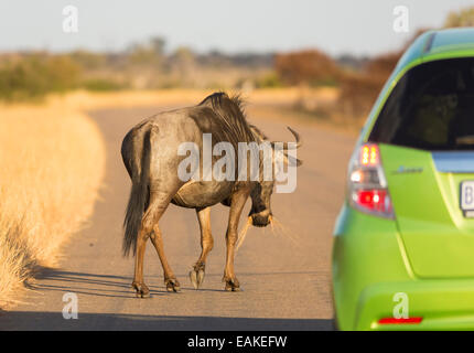 Parco Nazionale di Kruger, SUD AFRICA - Blu Gnu attraversamento strada nella parte anteriore della macchina Foto Stock