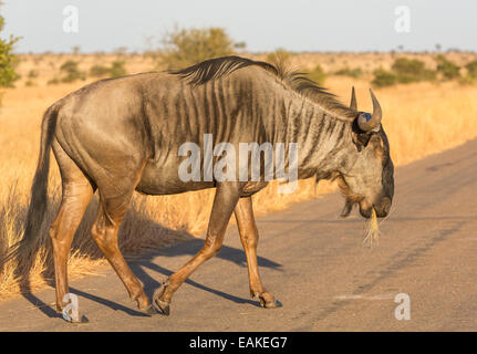 Parco Nazionale di Kruger, SUD AFRICA - Blu Gnu strada di attraversamento Foto Stock