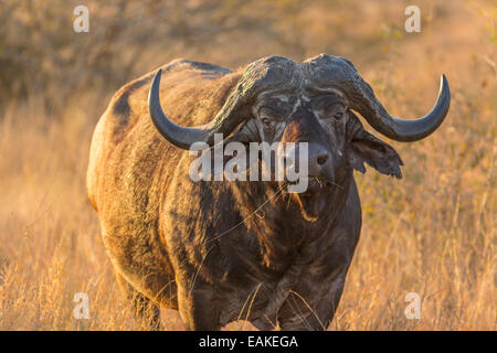 Parco Nazionale di Kruger, SUD AFRICA - African Buffalo noto anche come Cape Buffalo Syncerus caffer caffer. Foto Stock