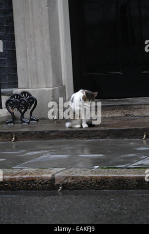 Londra, Regno Unito. 17 Novembre, 2014. Larry di Downing Street cat visto a Downing Street a Londra. Foto Stock