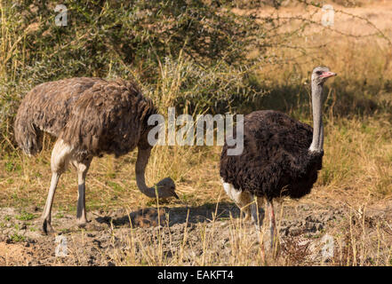 Parco Nazionale di Kruger, SUD AFRICA - Comune di struzzi, una grande flightless bird, Struthio camelus. Foto Stock
