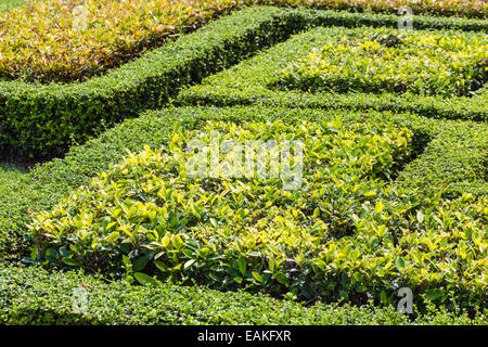 Geometriche siepi sagomate in un giardino ornamentale in Thailandia Foto Stock